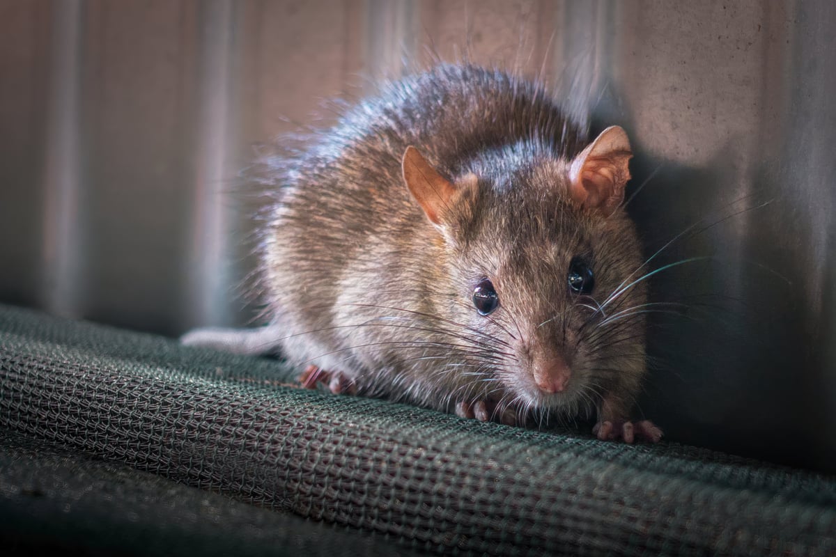 A Brown Rat looks at the camera, caught by surprise