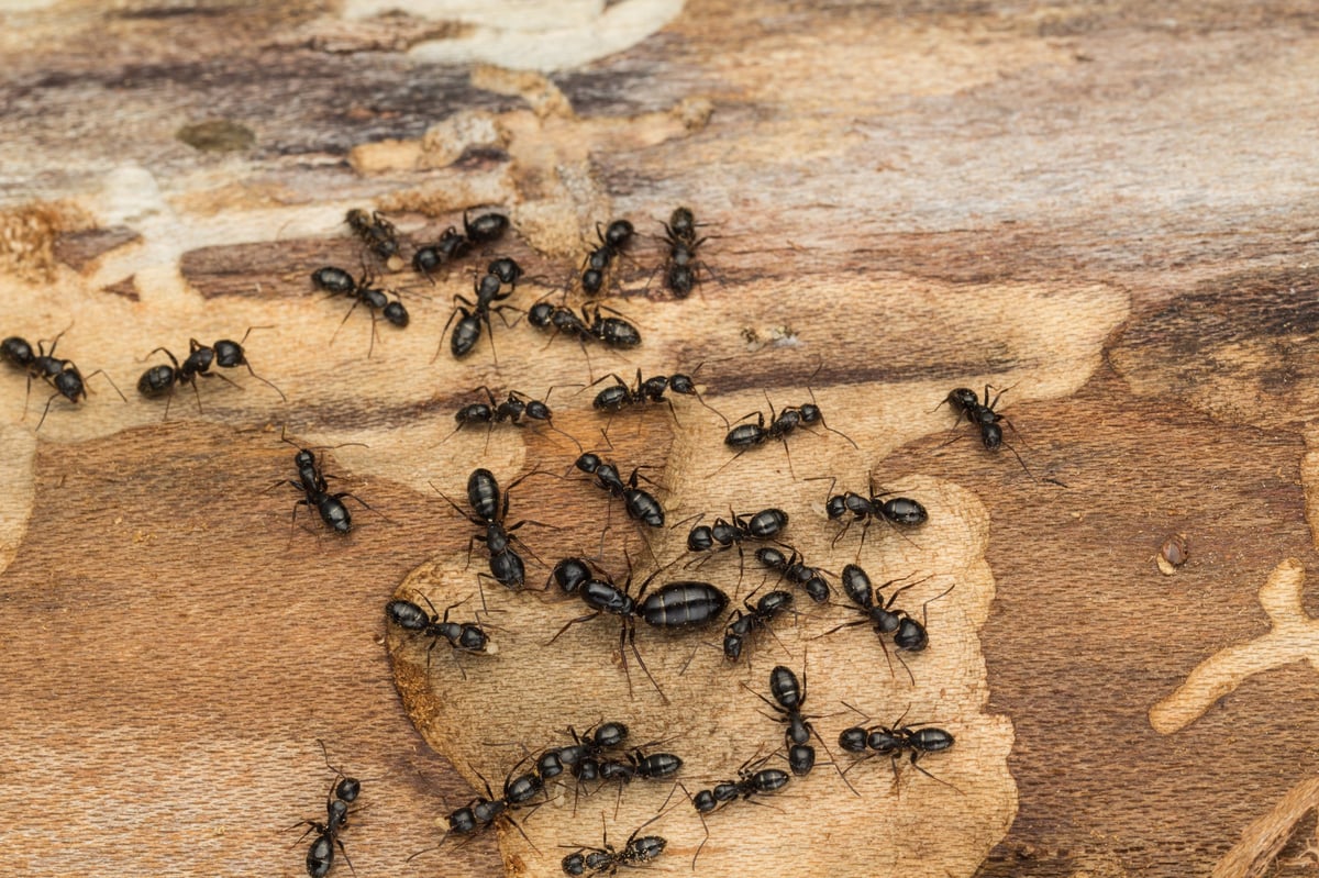 Carpenter ant colony discovered under bark of pine tree firewood